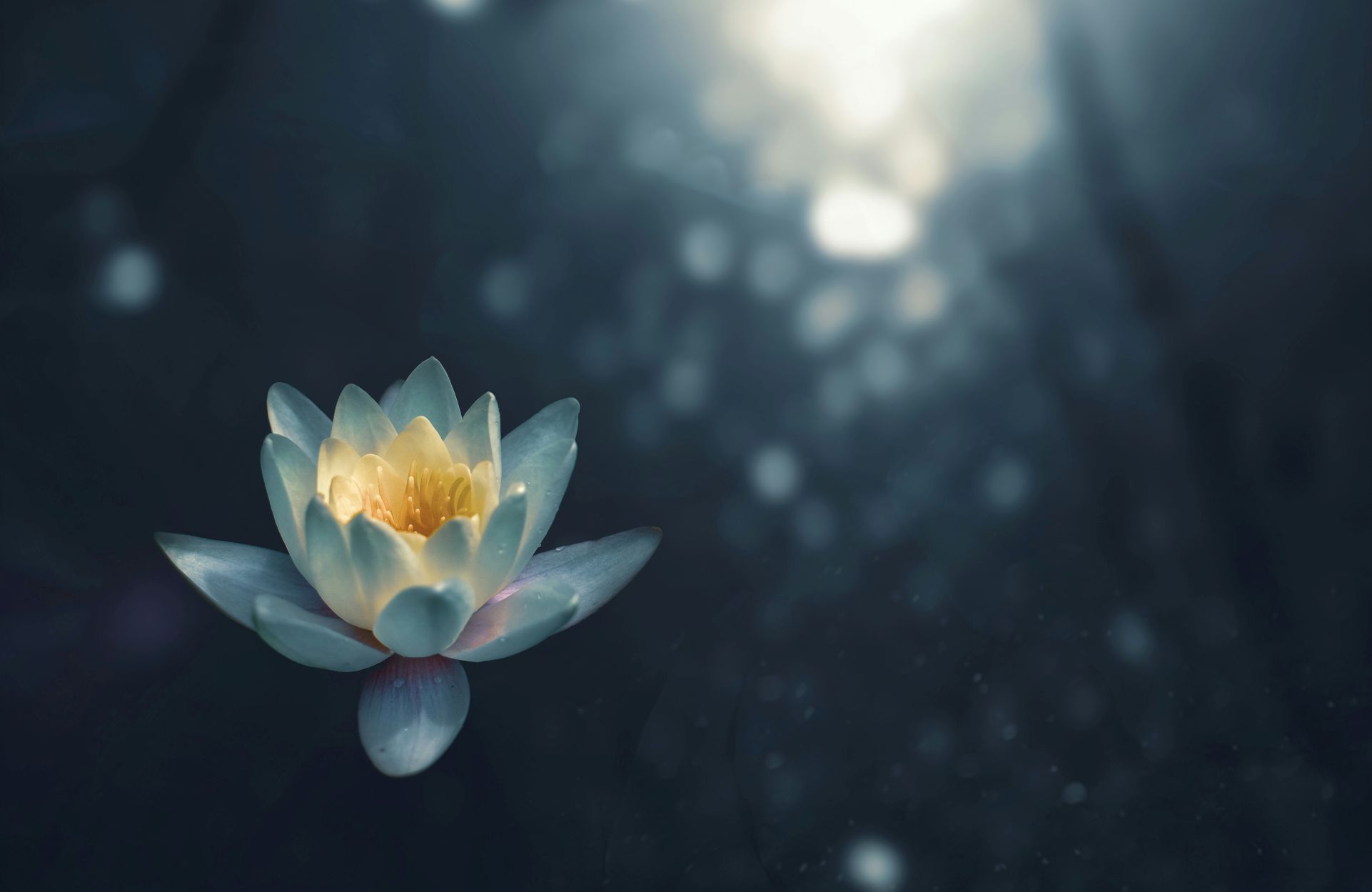 A single, glowing lotus flower on a dark, blurry background, symbolizing purity and enlightenment.